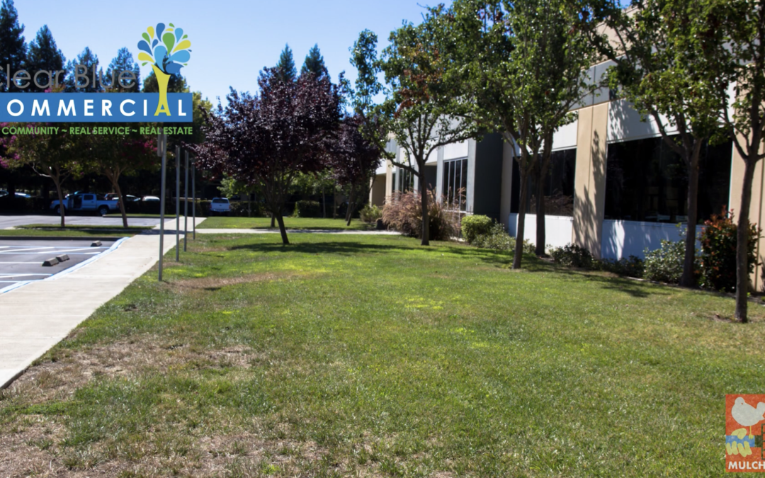 Mulchstock: Largest Peaceful Lawn Transformation